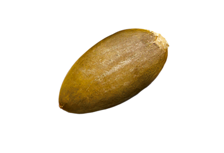 pumpkin seeds