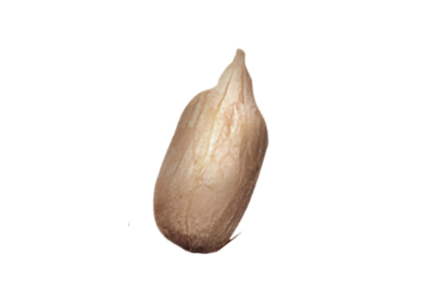 sunflower seeds