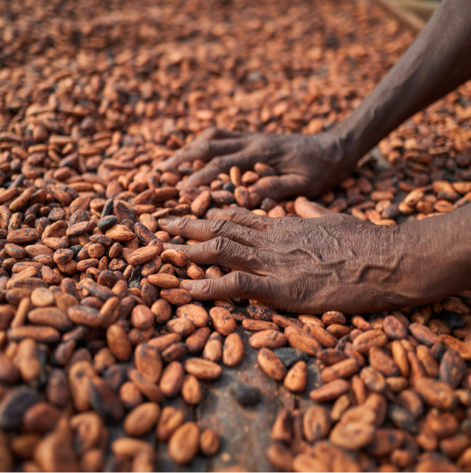 Hands sorting cocoa beans