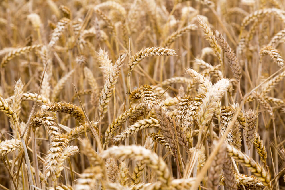 Wheat close up
