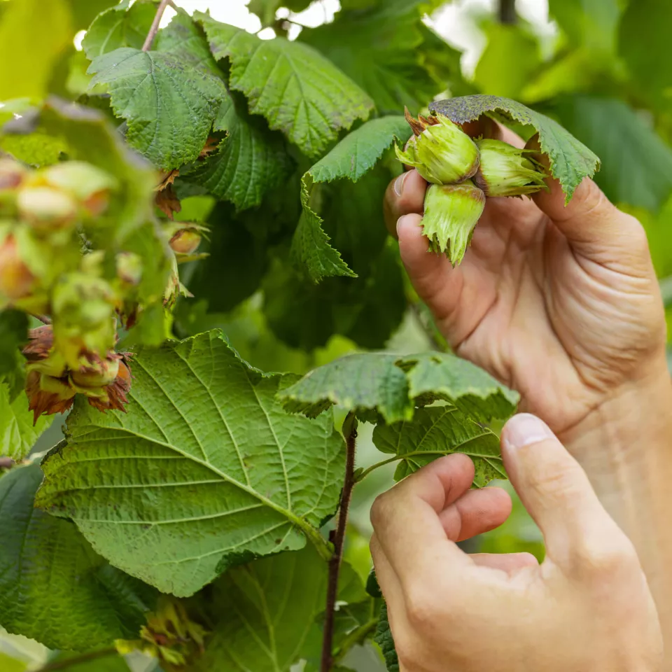 Hazelnuts