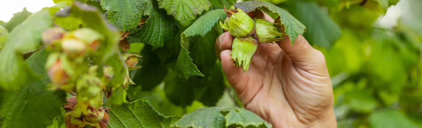 Hazelnuts