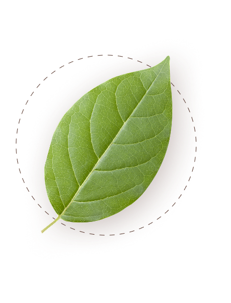 A single vibrant green leaf with visible veins