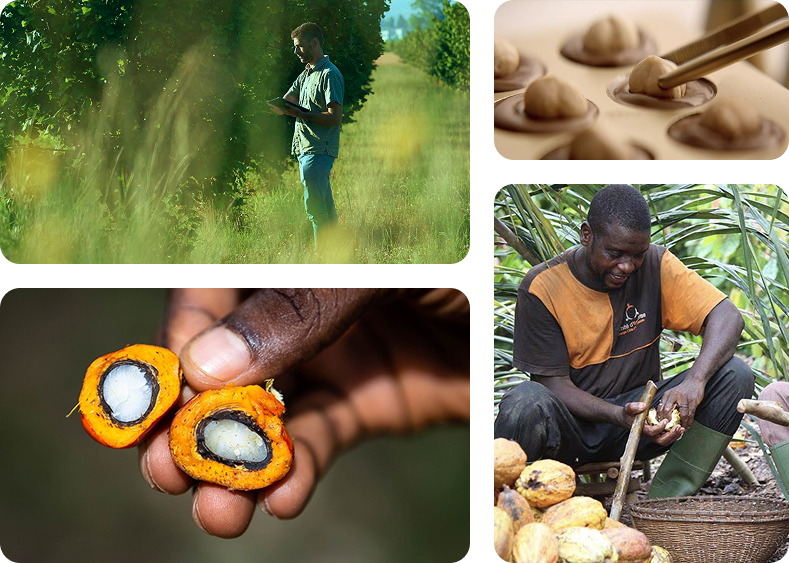 Collage: farmer in field, chocolate making, halved fruit, man processing cocoa pods.