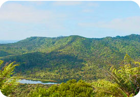 Green rolling hills with ferns in foreground and a distant lake under blue sky