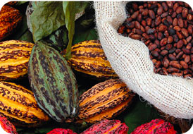 Cacao pods and a sack of cocoa beans on banana leaves