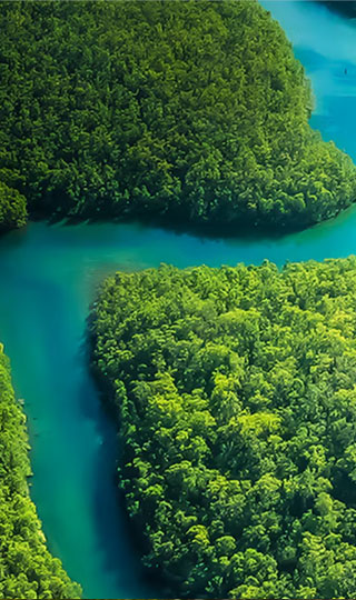 Forest landscape with a winding blue waterway