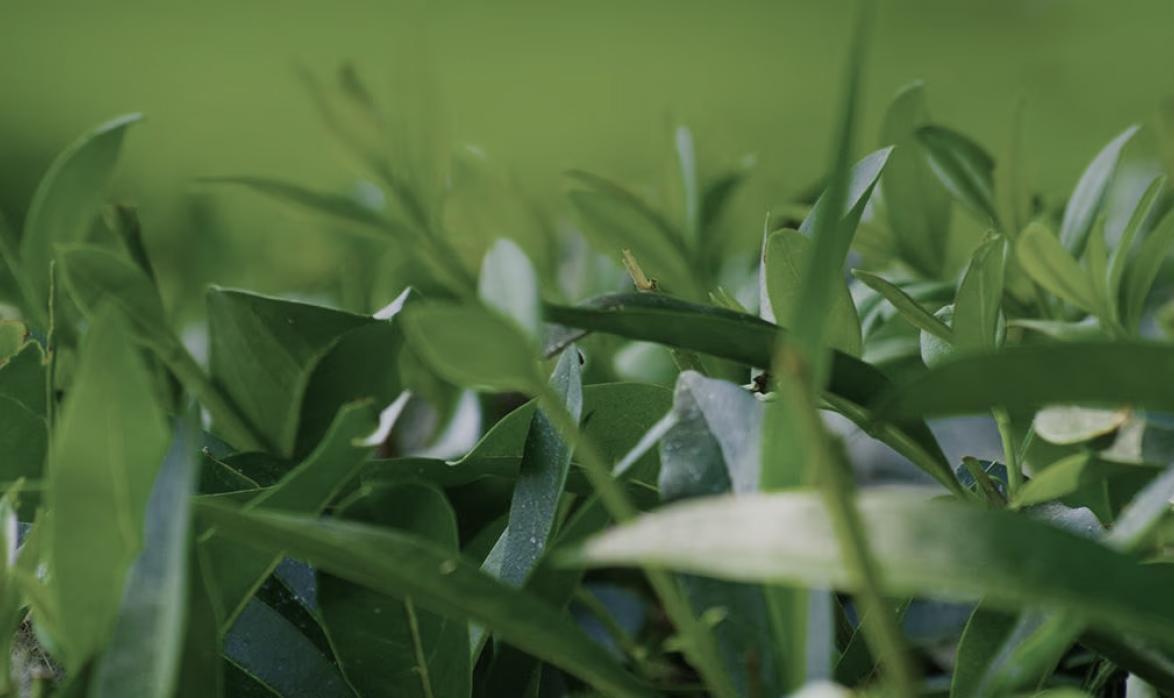 TravelMarket - Protect The Environment